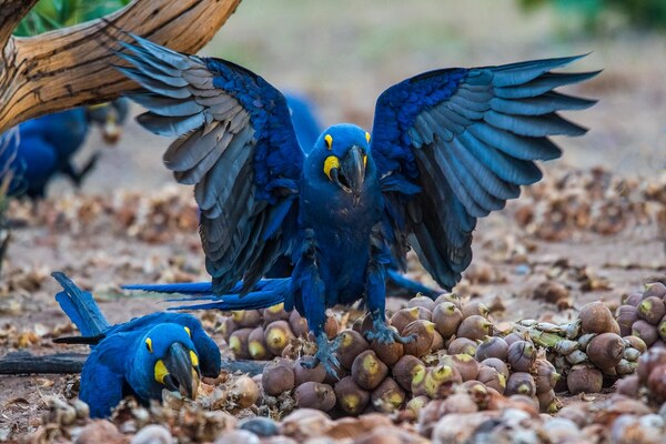 Top 10 largest parrots in the world: majestic giants of nature