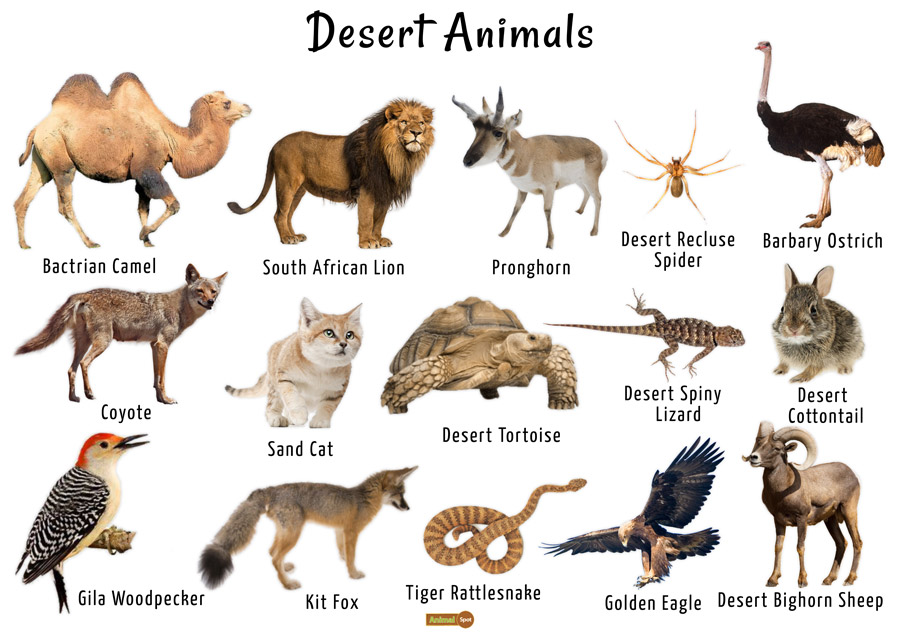 What Animals Live in the Desert: A Deep Dive into Desert Life