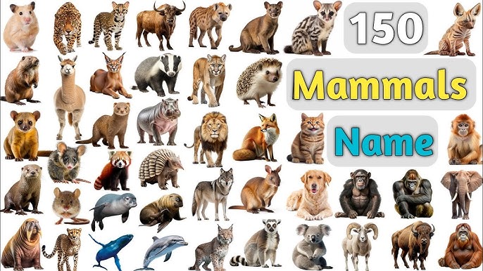 Mammals.jpg