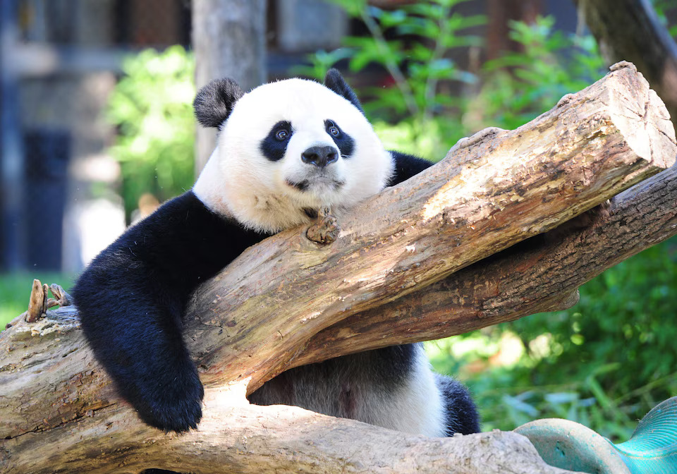 Are Panda Bears Endangered Animals? A Deep Dive into Their Conservation