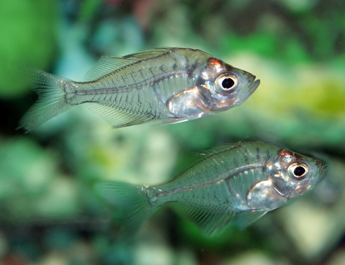 Transparent animals: the fascinating world of nature's invisible creatures