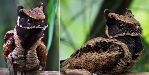 The great eared nightjar: a mysterious nocturnal hunter