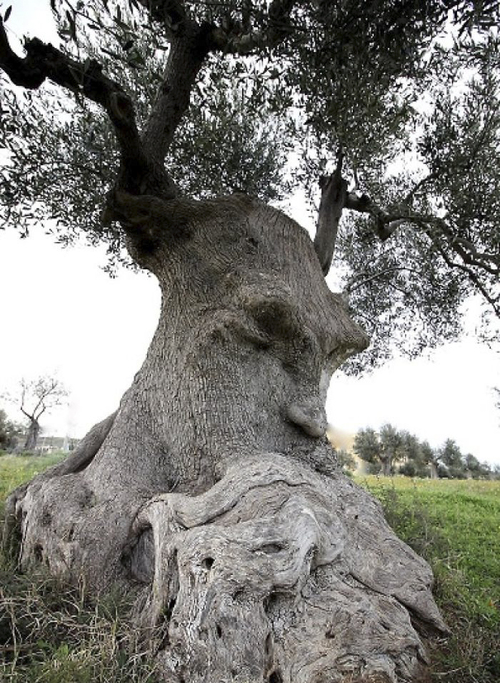 Do these weirdly shaped trees make you question if you have pareidolia?