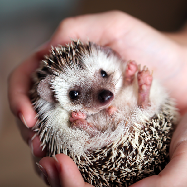 How to Care for Pet Hedgehogs: A Complete Guide