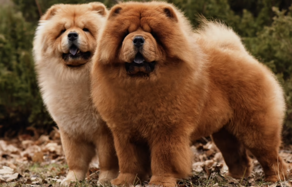 Chow Animal: Everything You Need to Know About Chow Chows