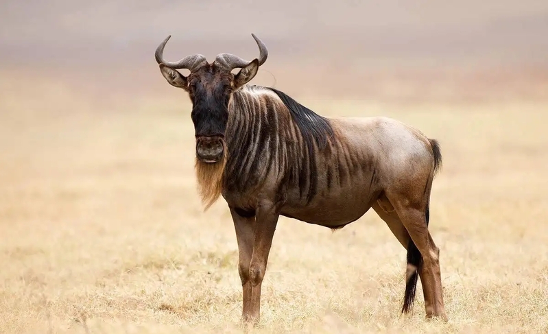 Wildebeest