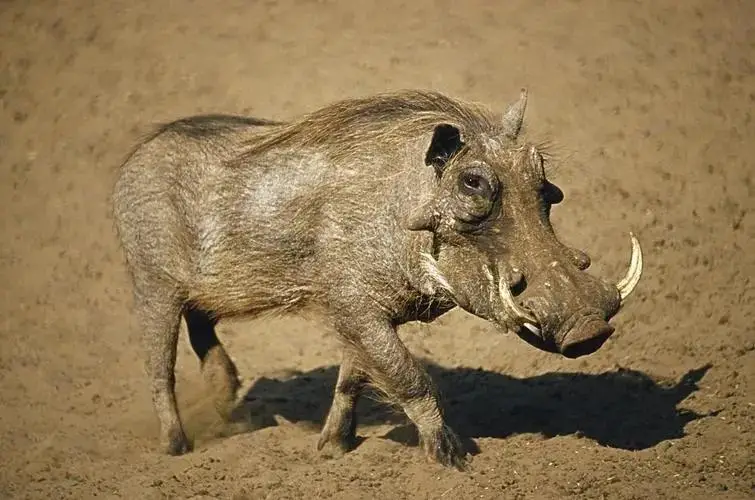 Warthog: The Survival Master of the Savanna