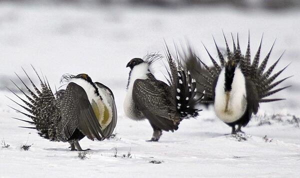 Gunnison grouse: ecology, challenges, and conservation