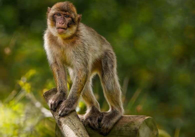 Monkeys: The Diversity and Intelligence of Primates