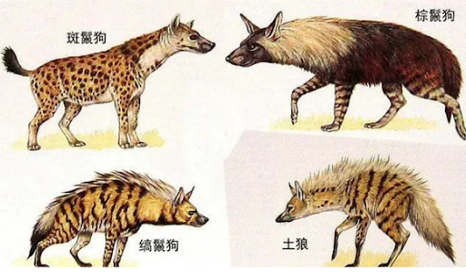 Hyenas: Survival Experts of the Savannah