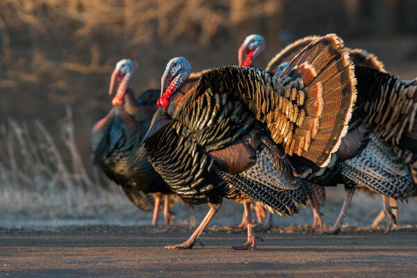 Turkey (bird): more than just a holiday lcon