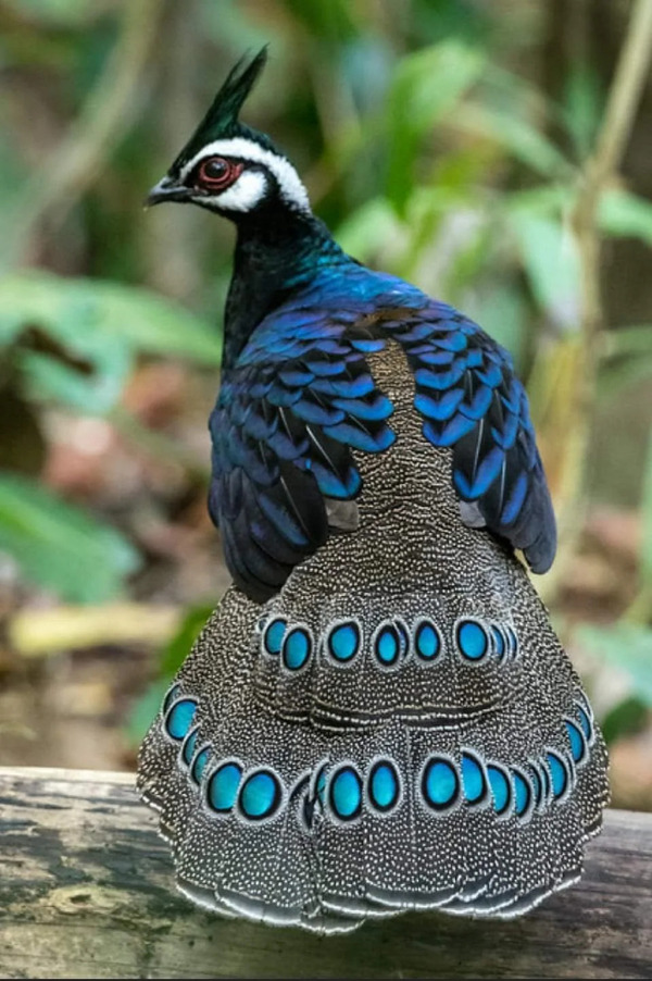 Polyplectron napoleonis: a complete guide to the palawan peacock-pheasant