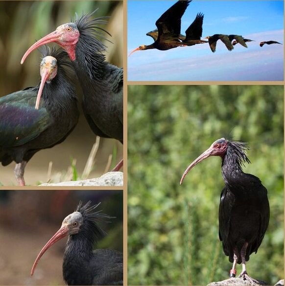 Northern bald Ibis (geronticus eremita): a symbol of resilience