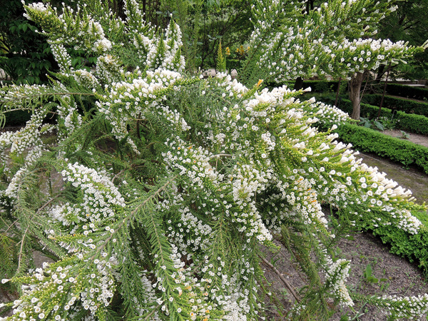 Fabiana imbricata : a resilient beauty of the andes