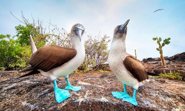 Blue-footed booby: a fascinating bird with colorful feet