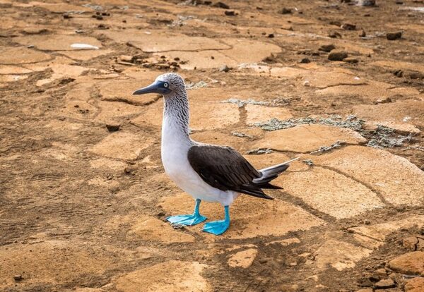 Blue-footed booby.jpg