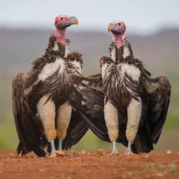 Lappet-faced vulture: a detailed introduction