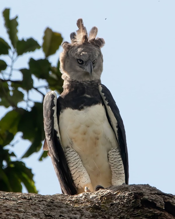 Harpy Eagle.jpg