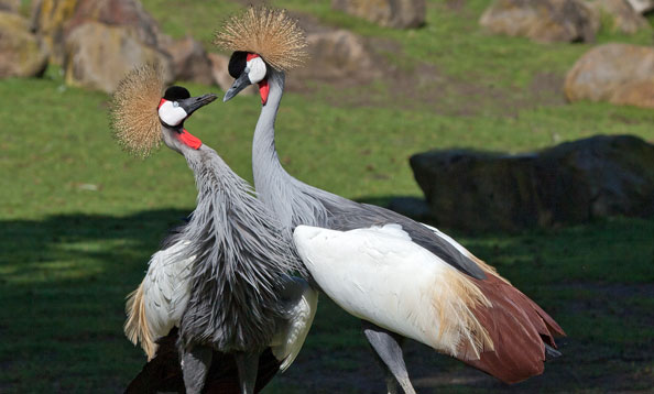 Grey crowned crane: everything you need to know