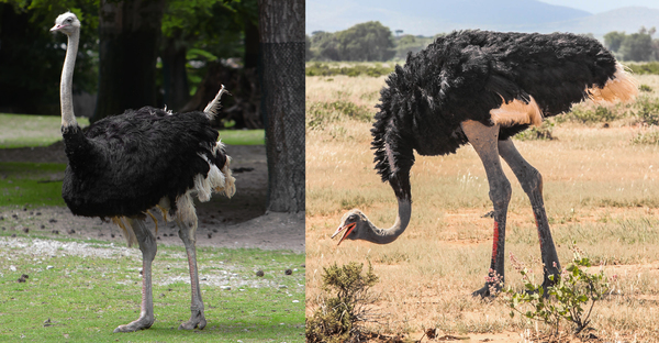 Ostrich.jpg