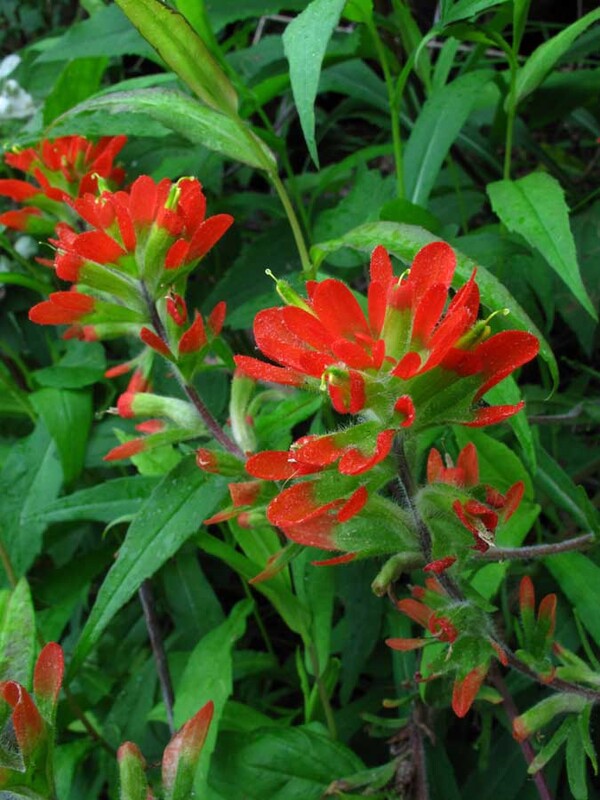 Flame Azalea: Nature’s Fiery Brushstrokes