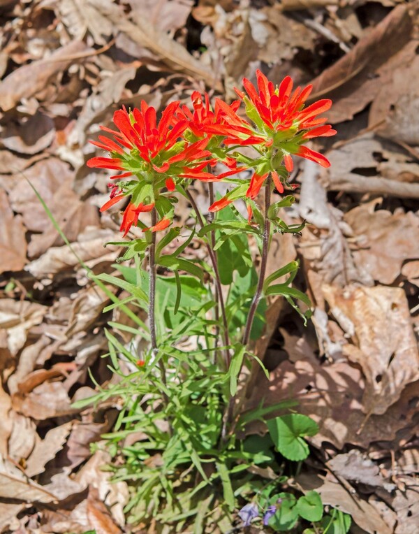 indian-paintbrush-painted-cup-castilleja-coccinea-jp_19705.jpg