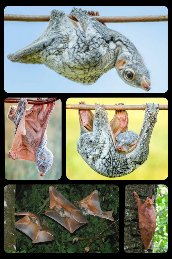 Everything you need to know about the Colugo