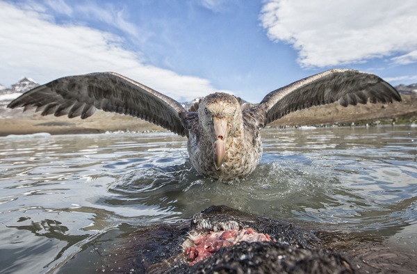 Southern Giant Petrel.jpg