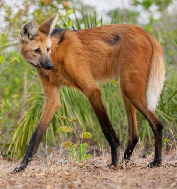 The maned wolf: nature's long-legged canid