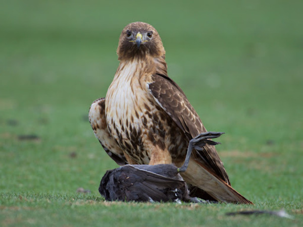 Red-Tailed Hawk.jpg