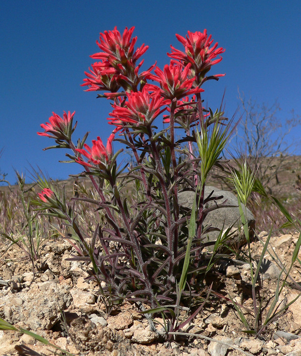 Castilleja_angustifolia_2.jpg