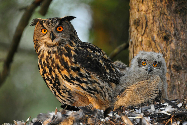 Eagle Owl.jpg