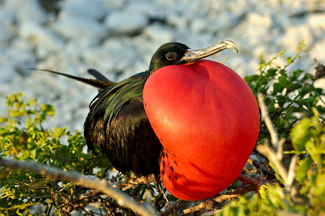 The fascinating world of the Frigatebird