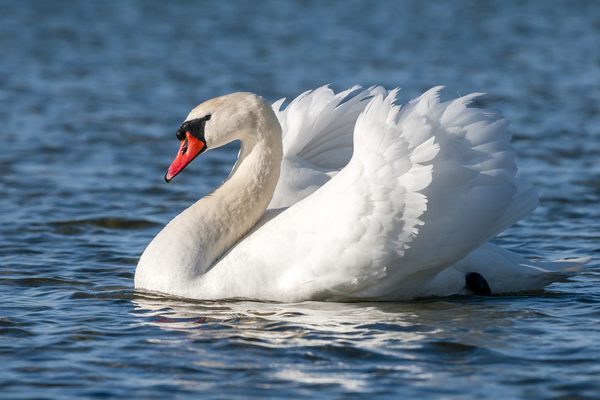 Mute Swan.jpg