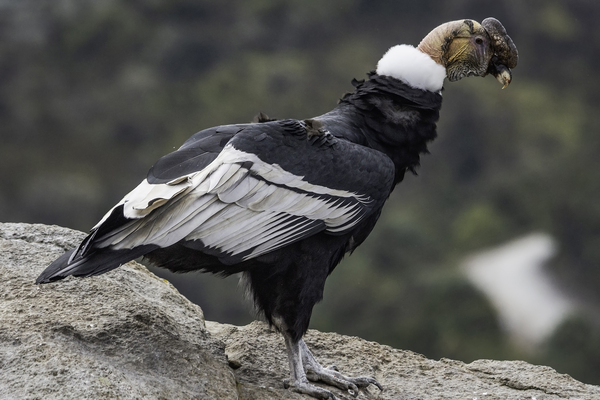 Andean Condor.jpg