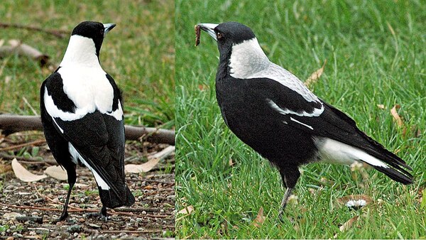 Australian Magpie.jpg