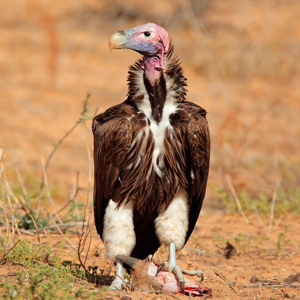 Lappet-faced vulture.jpg