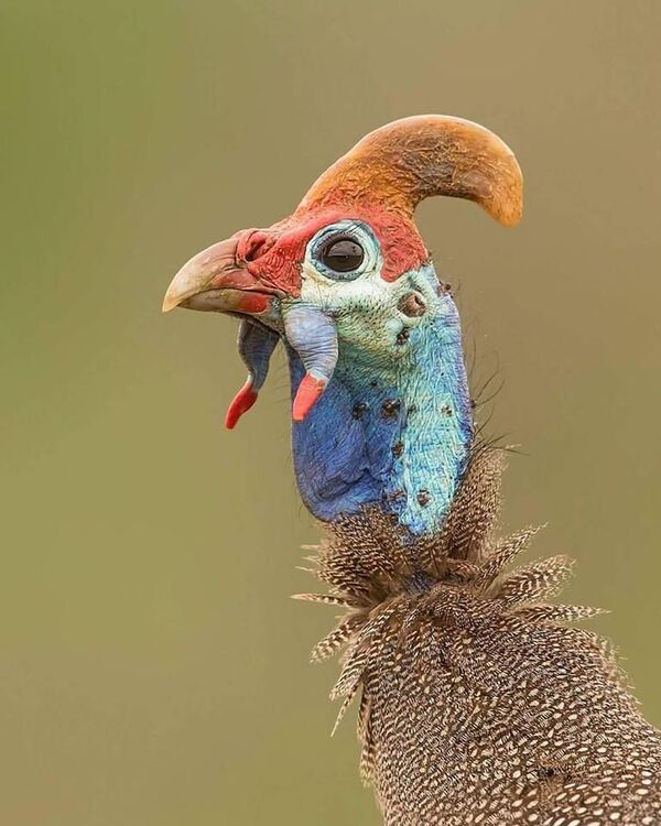 Helmeted guineafowl.jpg