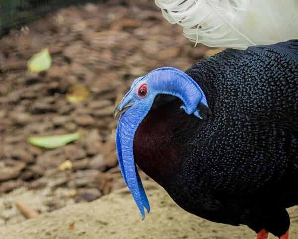 The fascinating bulwer’s pheasant: an In-Depth Exploration