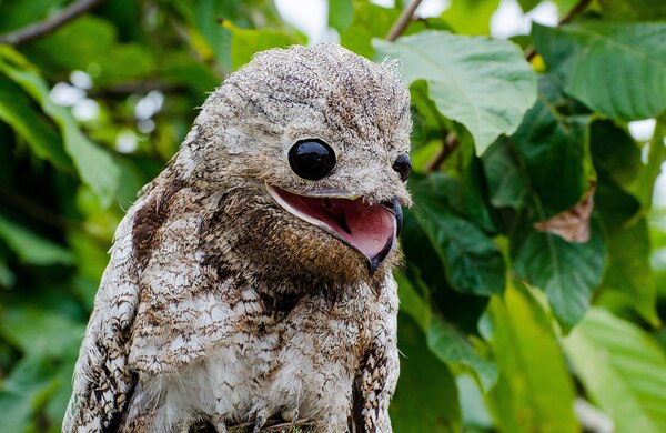 Potoo.jpg