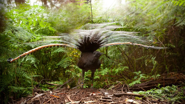 Lyrebird.jpg