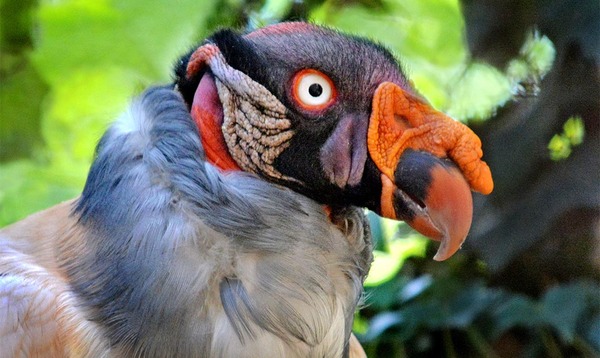 The King vulture: nature’s majestic scavenger