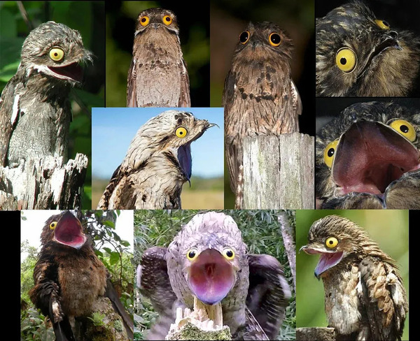 Everything you need to know about the Potoo(Nyctibius)