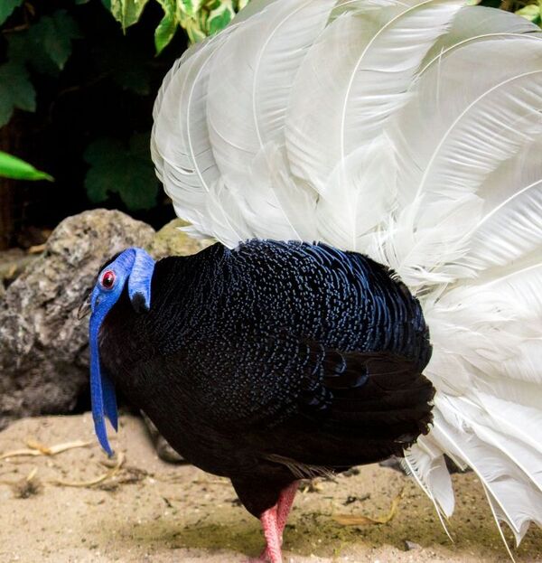 Bulwer’s pheasant.jpg