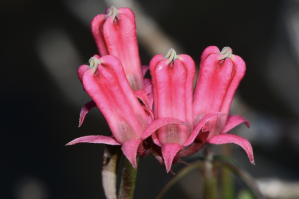 Microloma sagittatum: The Enchanting Arrowleaf Lantern Flower