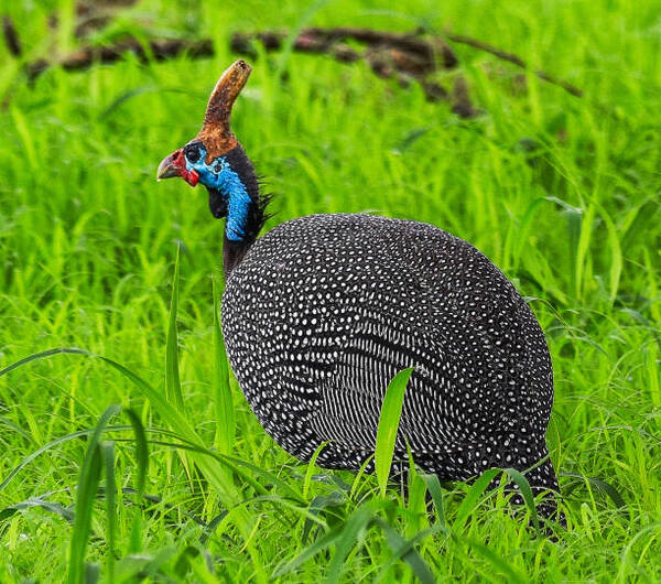 Everything you need to know about the Helmeted guineafowl