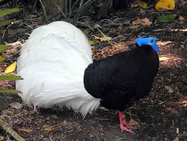 Bulwer’s pheasant.jpg