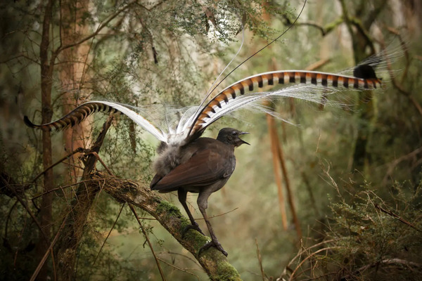 Lyrebird.jpg