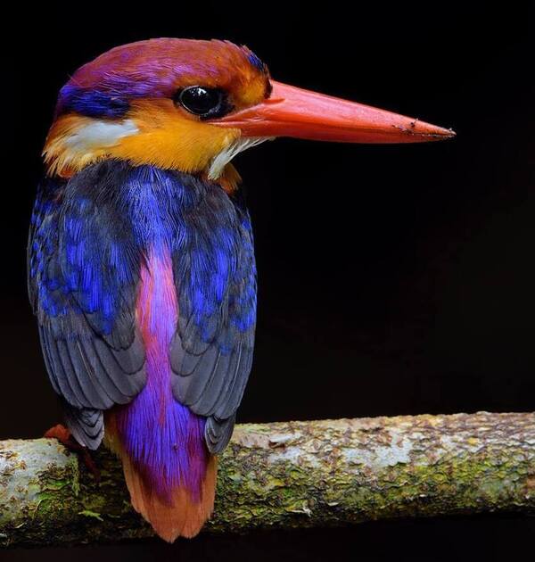 Black-backed dwarf kingfisher: a complete guide