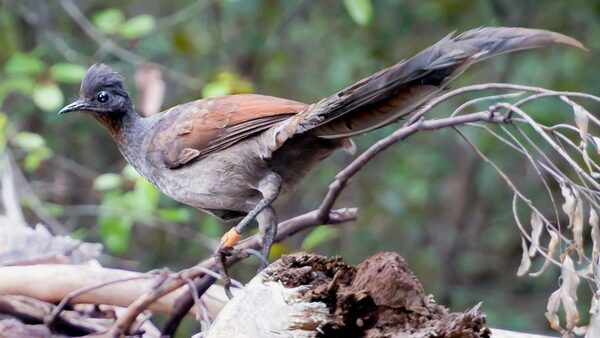 Lyrebird.jpg